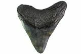 Bargain, Fossil Megalodon Tooth - Georgia #151564-2